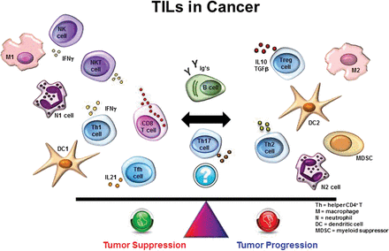 TIL - tumor infiltrating lymfocytes